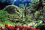 rice terrace at tegalalang