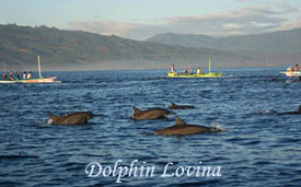 dolphin jumping at lovina beach bali