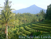 rice terrace at jati luwih village