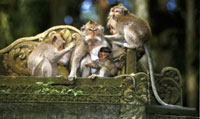 monkey forest at ubud